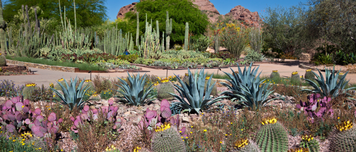 Desert botanical garden etats unis