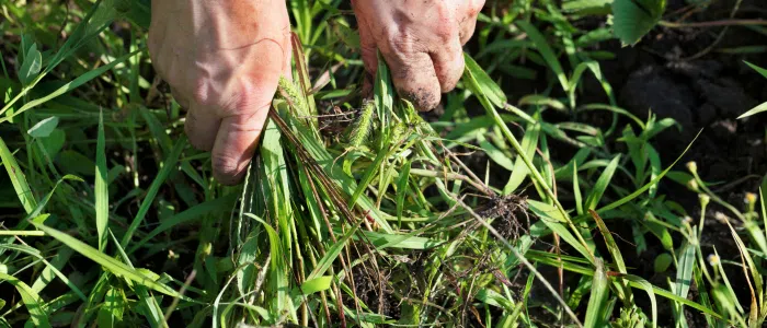 Désherbage des mauvaises herbes