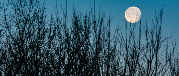jardiner avec la lune calendrier