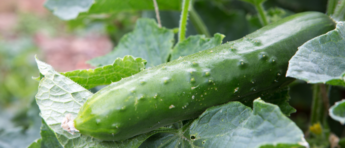 plantes de cornichons