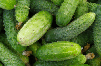Nombreux cornichons récoltés