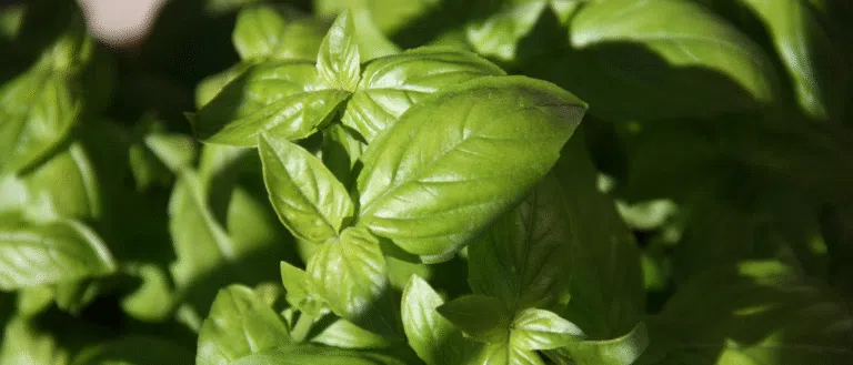 basilic