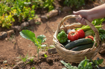 Cultiver légumes d'été