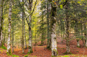 hêtre forêt Iraty