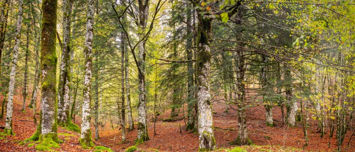 hêtre forêt Iraty