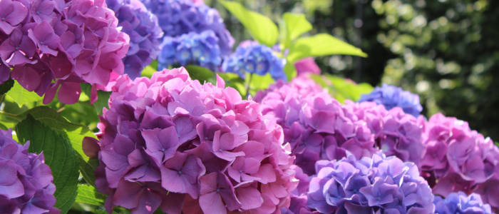 Hortensias au Pays basque