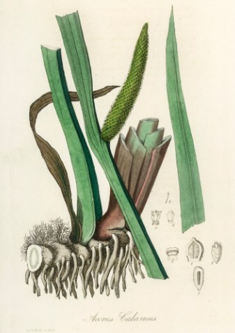 Acorus Calamus