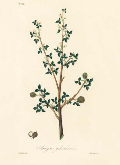 Amyris plante médicinale