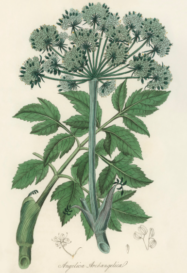 Angélique officinale plante médicinale