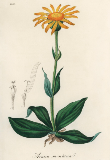 Arnica de montagne plante médicinale