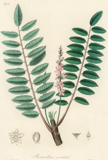Bosweilla serrata plante médicinale