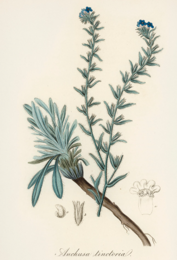 Buglosse officinale plante médicinale