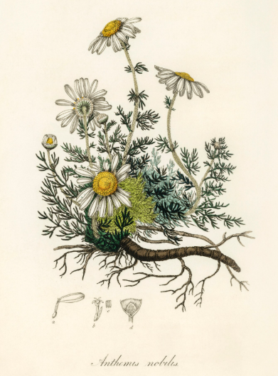 Camomille plante médicinale