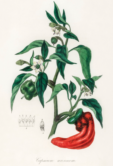 Capsicum annuum plante médicinale