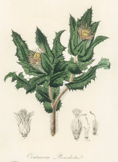 Chardon sacré plante médicinale