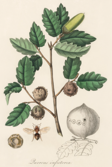 Chêne d'alep plante médicinale