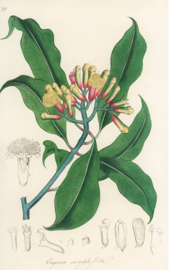 Clou de girofle plante médicinale