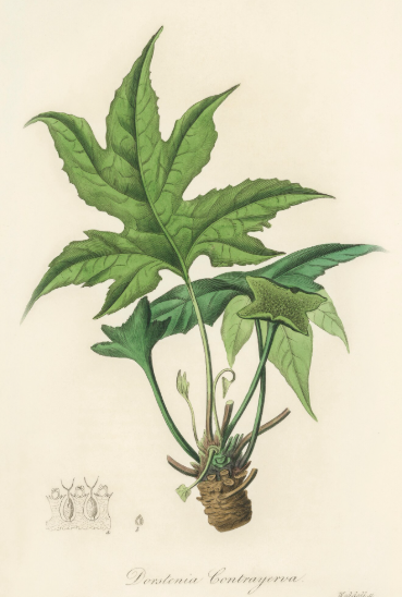 Dorstenia contrajerva plante médicinale