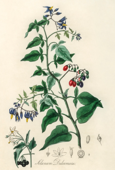 Douce amère plante médicinale
