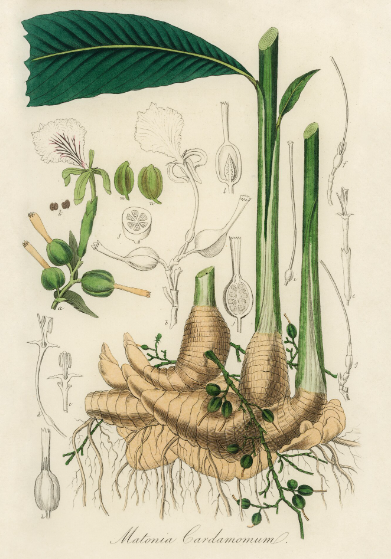 Elettaria cardamomum plante médicinale