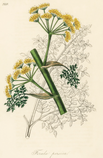 Ferula perscia plante médicinale