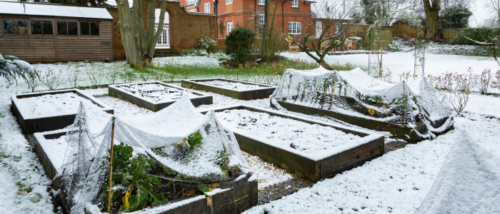 potager sous la neige avec voile d'hivernage