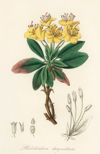 Gomme de Benjamin plante médicinale
