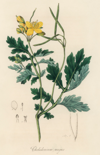 Grande Chélidoine plante médicinale