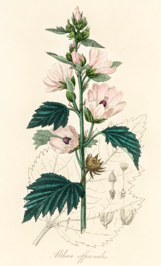 Guimauve commune plante médicinale