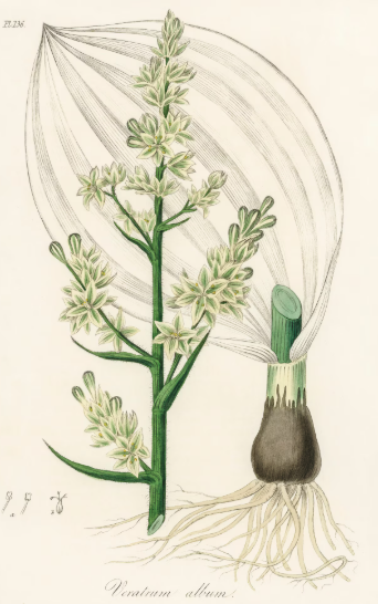 Hellébore blanc plante médicinale