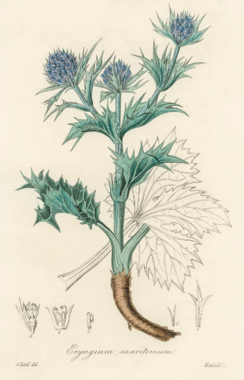 Houx marin plante médicinale