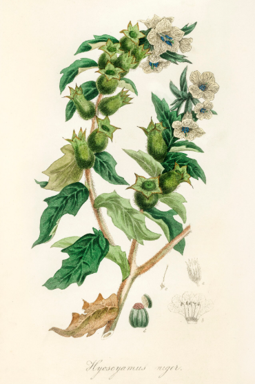 La jusquiame noire plante médicinale