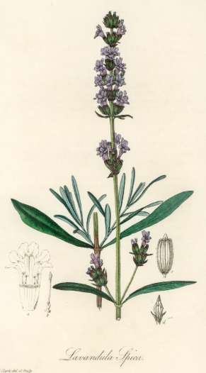 Lavande Latifolia plante médicinale