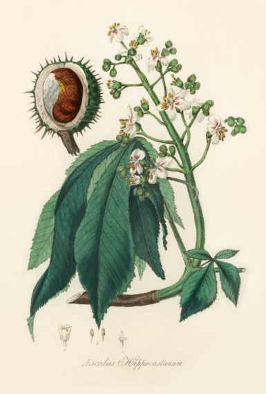 Le marronnier d'Europe plante médicinale
