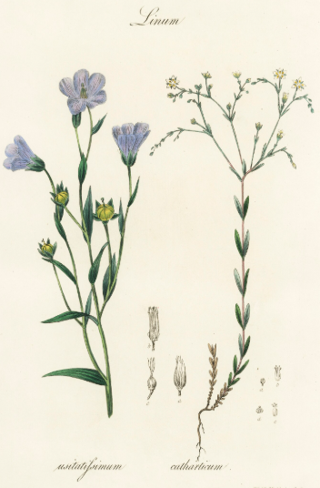Lin plante médicinale