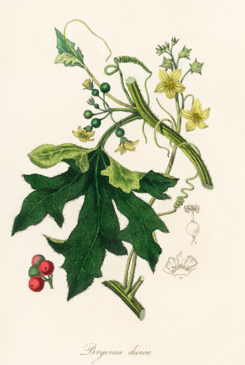 Mandragore plante médicinale