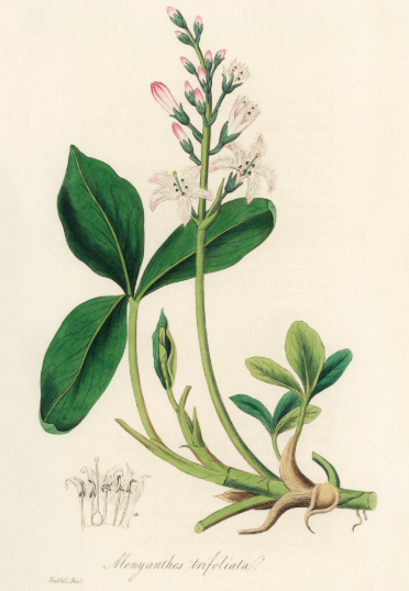 Menhyantes plante médicinale