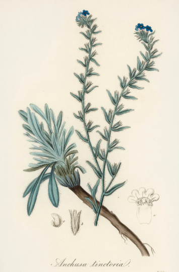 Orcanette des teinturiers plante médicinale