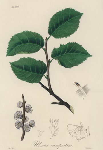 Orme champêtre plante médicinale