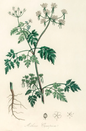 Petite cigue plante médicinale