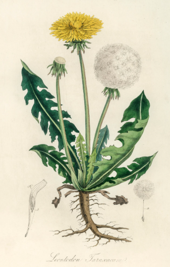 Pissenlit plante médicinale
