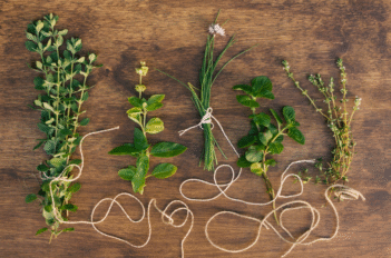 étalage plantes sur la table
