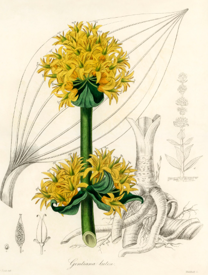 Racine de gentiane plante médicinale