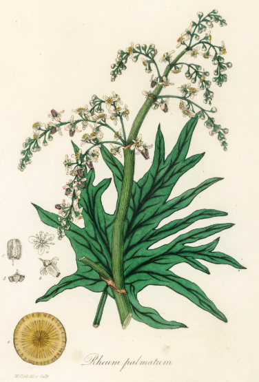 rhubarbe chinoise plante médicinale