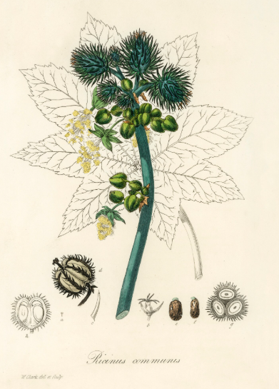 Ricin plante médicinale
