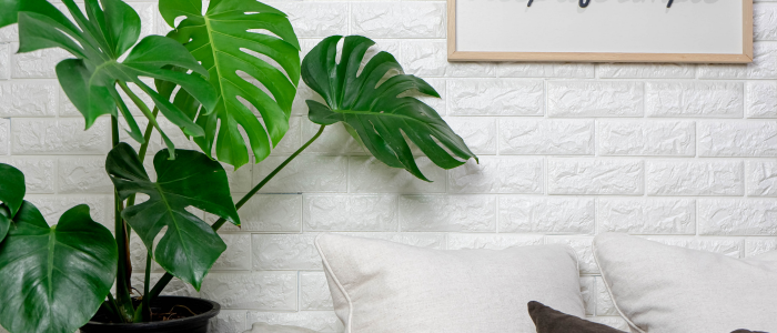 plante dépolluante dans le salon