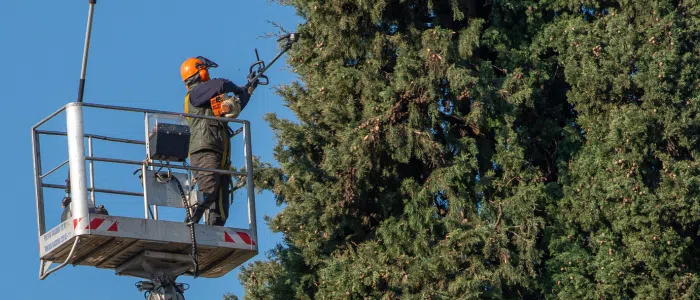 elagage credit d impot