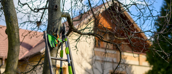 taille arbre services à la personne