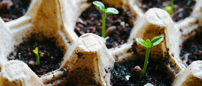 germination