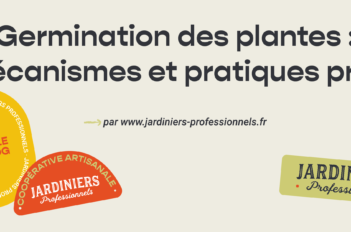 germination plante